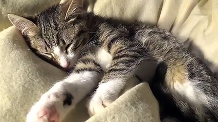 Baby Cat Relaxes on the Warm Soft Blanket