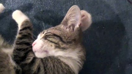 Don't Go Away, Kitten Rudolph Wants Me to Stay
