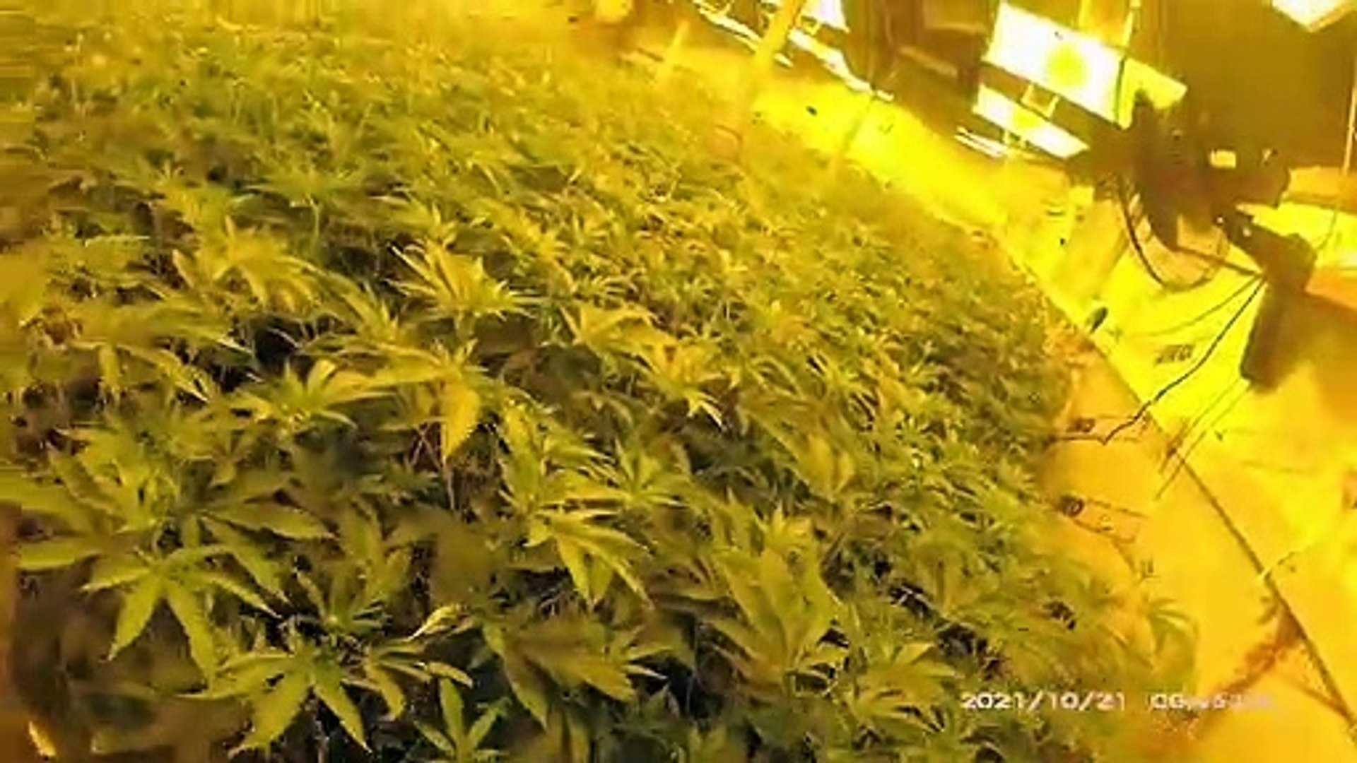 Cannabis factory test