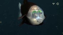 بالفيديو.. أغرب المخلوقات: سمكة عجيبة الشكل تعيش في أعماق المحيط السوداء