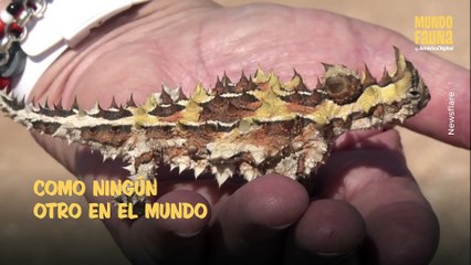 Conoce al diablo espinoso: un animal capaz de beber agua a través de su piel