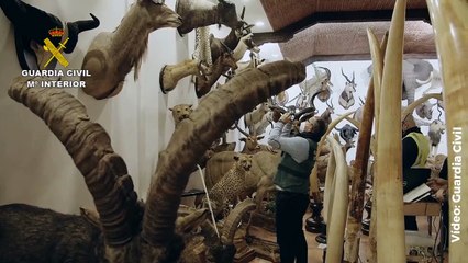 Descubren gigantesco museo privado con más de 1.000 animales disecados