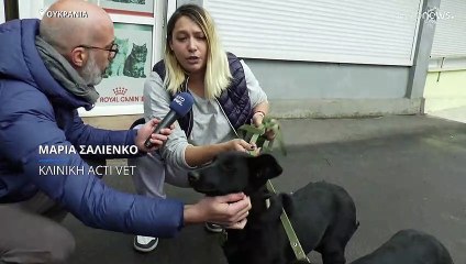 Πόλεμος στην Ουκρανία: Μια ζεστή αγκαλιά για «ορφανά» κατοικίδια