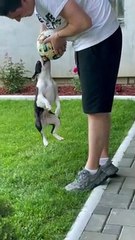 Boston Terrier Won't Let Go of the Ball