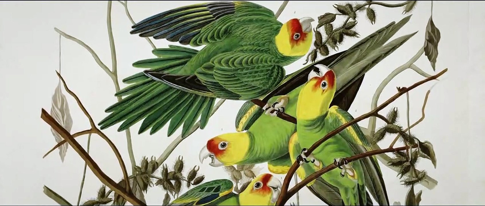 Birds of America Film Documentaire