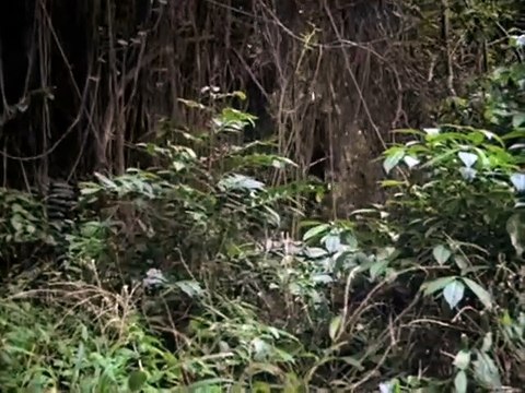 L'Ile du Docteur Moreau Bande-annonce VO