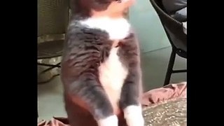 Funniest Cats  -  Funny ANIMALS are WAY FUNNIER!  - Johnny Catsville