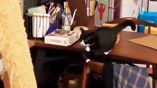 Funniest Cats  - Funny ANIMALS are WAY FUNNIER!  - Johnny Catsville