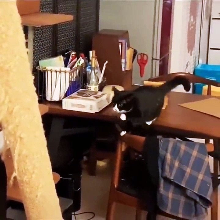 Funniest Cats  - Funny ANIMALS are WAY FUNNIER!  - Johnny Catsville