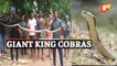 Giant King Cobras Rescued From Temple Premises