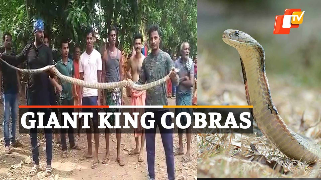 Giant King Cobras Rescued From Temple Premises