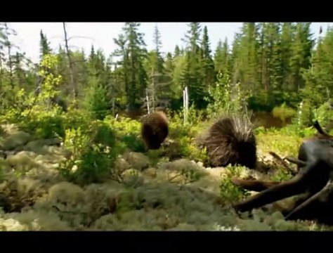 Mèche Blanche, les aventures du petit castor Bande-annonce VF