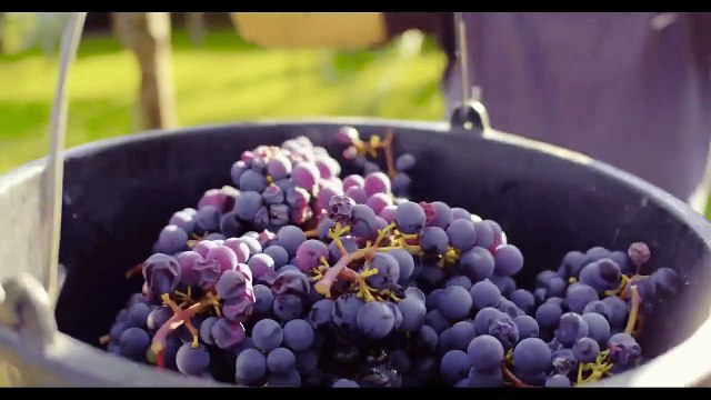 Vitis Prohibita Bande-annonce VF