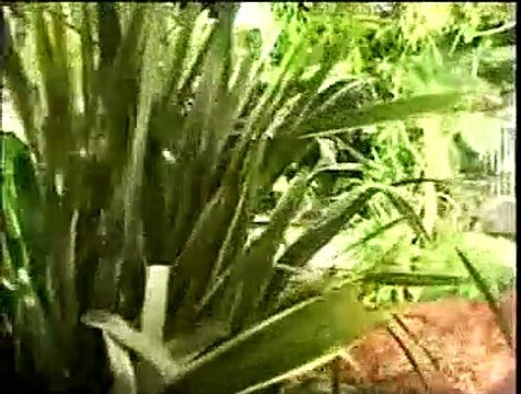 King Kong Reportage VF