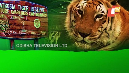 No Trace Of Tigress In Satkosia Tiger Reserve For Five Months, Search On