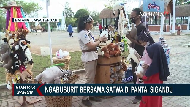 Seru! Ngabuburit Sambil Bermain dengan Hewan di Pantai Sigandu