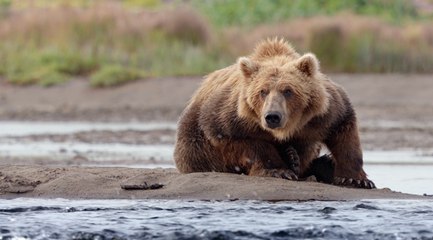 Grizzly : Quand Disney nous emmène à la rencontre des grands ours (extrait)