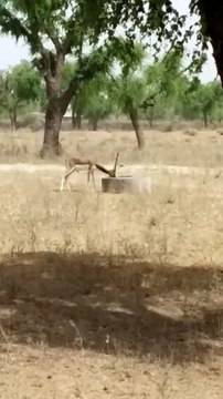 भीषण गर्मी में भटक रहे हैं प्यासे वन्यजीव , सरकार और वन विभाग का रवैया उदासीन