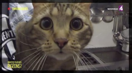 La blague du 1er avril d'On n'est plus des pigeons !