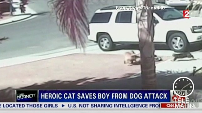 Un chat sauve un enfant violemment attaqué par un chien