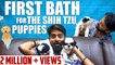 First bath for the Shih Tzu puppies & Grooming for Oreo I Mr Ma Ka Pa