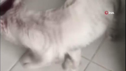 Son Dakika | Jandarma'dan kaçak hayvan operasyonu