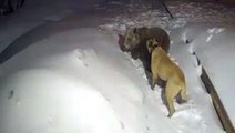 Devasa büyüklükteki köpek, sahibini korumak için ayıya böyle saldırdı! Anbean kamerada
