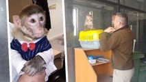 Sahiplenilmesi yasak 'makak' maymununu evinde besleyen şahsa ceza