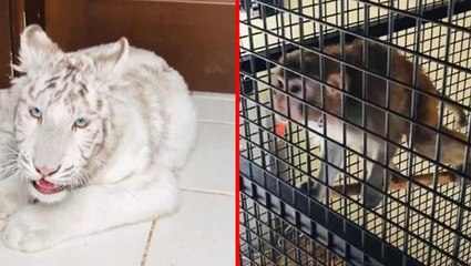 Jandarma'dan kaçak hayvan operasyonu