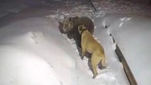 Uludağ’da ayı ile köpeğin boğuşması kameralarda