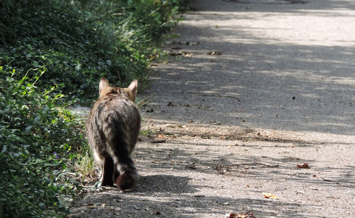 Elle suit le GPS de son chat perdu et découvre qu'il est sur le point de se faire manger