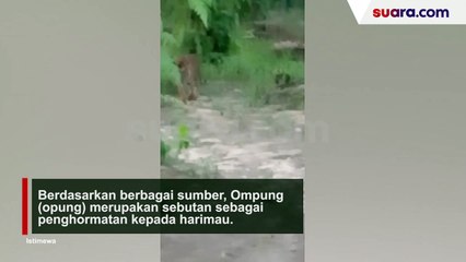 Mengerikan! Detik-detik Rumah Warga Mandau  iak Dikelilingi Harimau