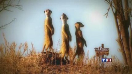 La Ferme Célébrités : Teaser n°3