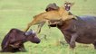 The most brutal battle you will see , Hippo battle eating heads of wild animals Buffalo, Rhino, Crocodile, Impala