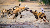Wild dogs VS one Hyena they tires him pieces by pieces ,eat his nose!