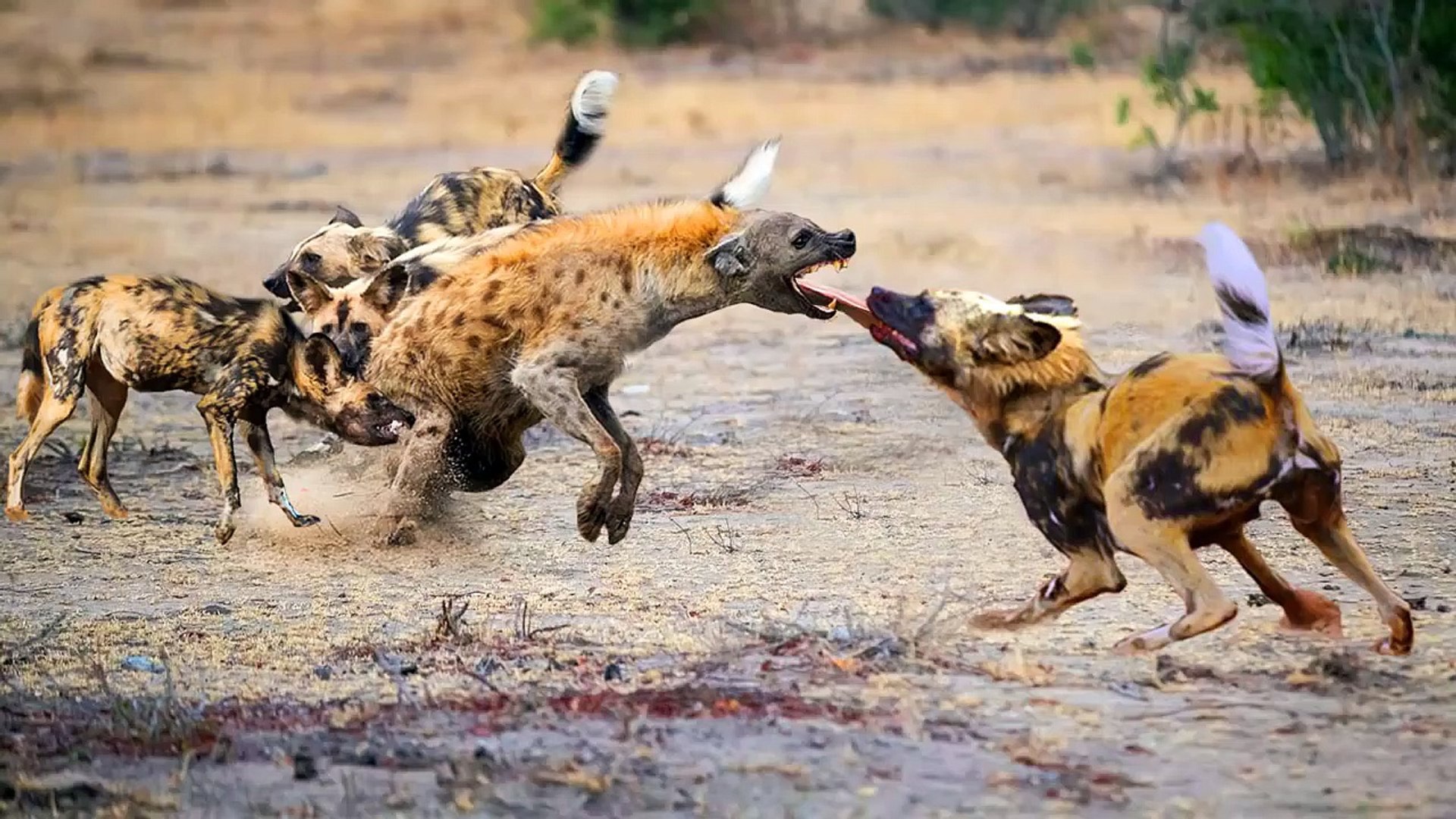 ⁣Wild dogs VS one Hyena they tires him pieces by pieces ,eat his nose!