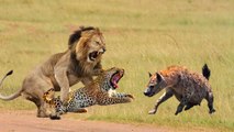 King Lion Vs Rebellious Leopard supported by rebellious Hyena , see the king  domination show his enemy
