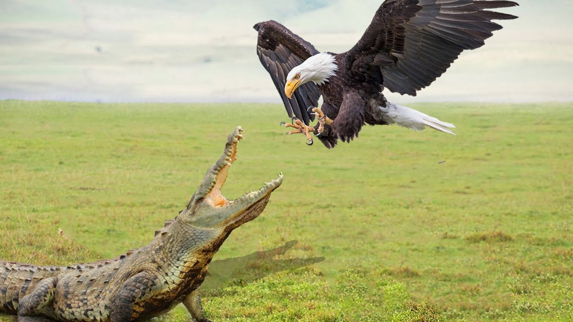 ⁣Eagle VS Crocodile,Cheetah,Sanke , Rare moments of kind of sky  Eagles Hunting!