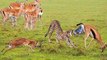 Father Impala Vs  cheetah , what the fathers did to save his son , is his father feeling strong as mother