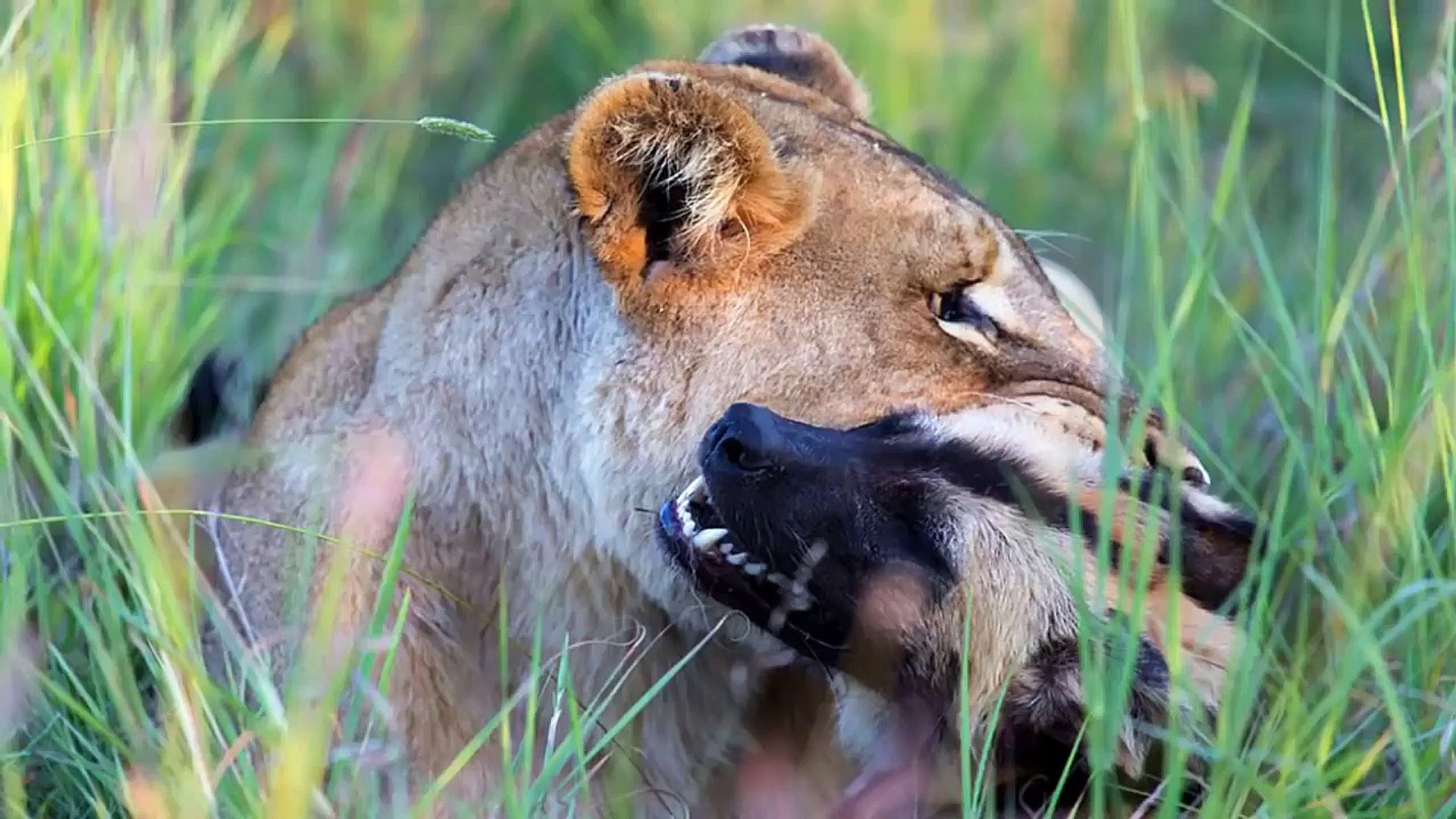 ⁣King lion VS leader of herd of wild dogs  ,  who will win the king or the herd defending their leade