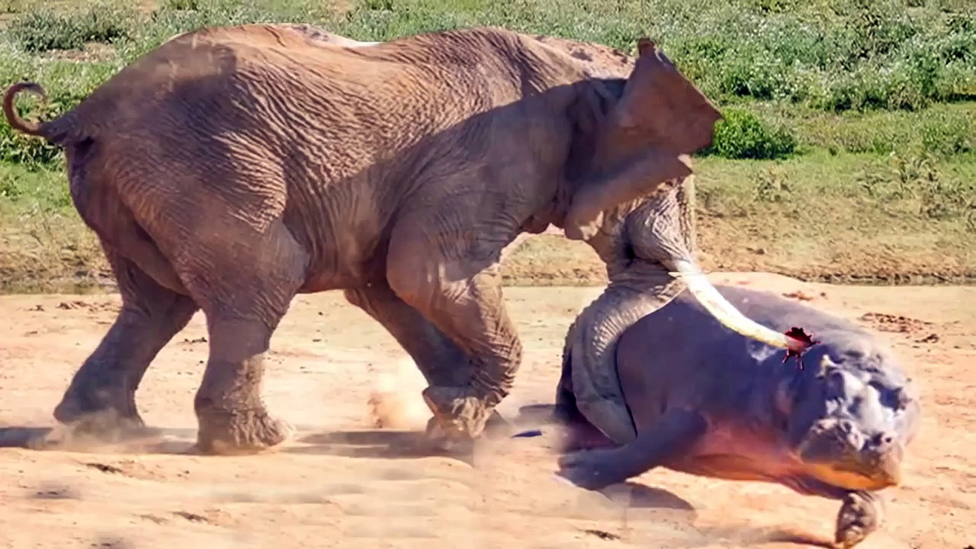 Elephant Vs Tiger Who Would Win