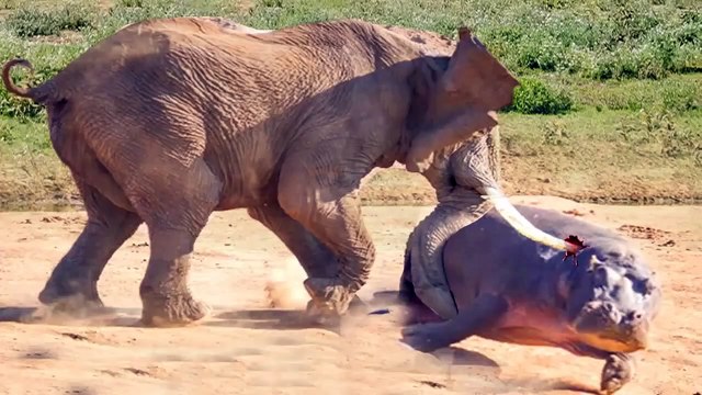 The most BRUTAL battle you will see ,Rhino VS Tiger VS Elephant VS Hippo VS  Buffalo , THE WINNER WILL SURPRISE YOU - video Dailymotion