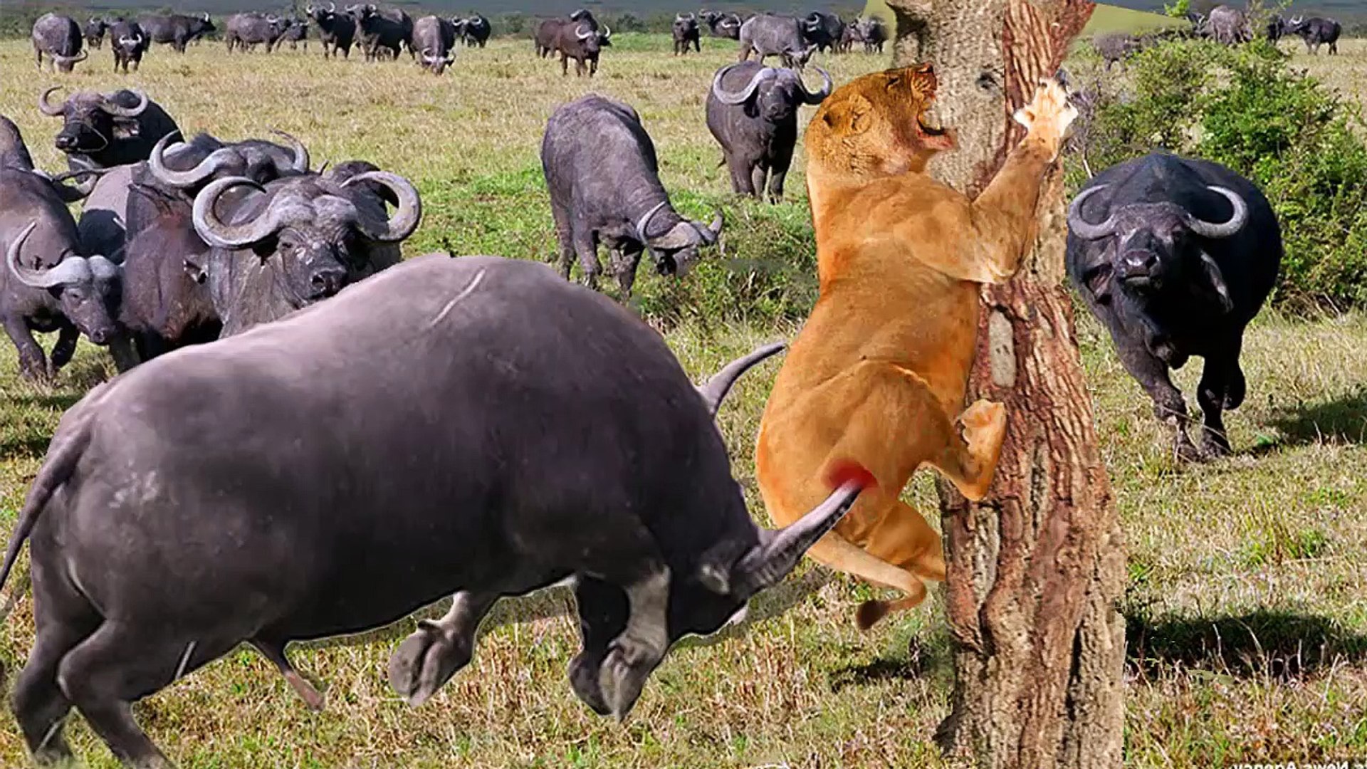 ⁣Lion Vs Buffalos Vs Zebra , see why this Buffalos attacked the lion to save whome?