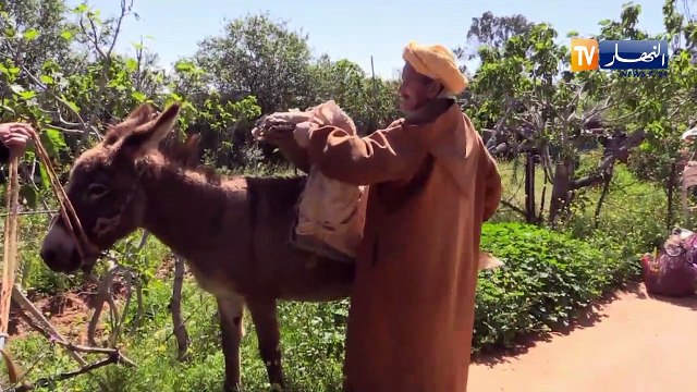 غليزان: عمي سعادة الجواج أو الحضري ..30 سنة من البيع والتجوال على ظهر دابة