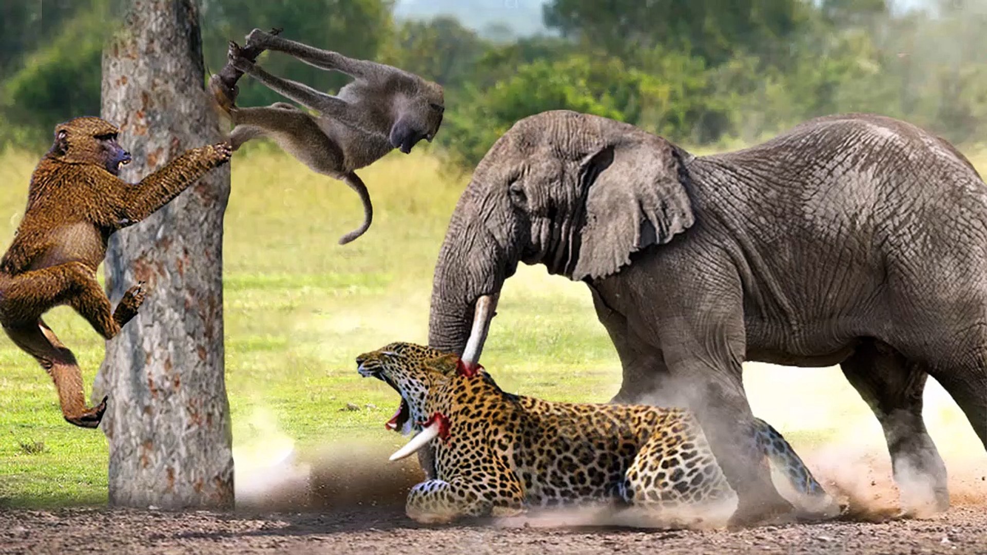 ⁣Elephant VS Leopard VS Baboon, this Elephant went mad defending a baby baboon