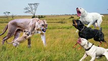 Lion VS Herd of Mastiffs ,mother lion fight for her cub