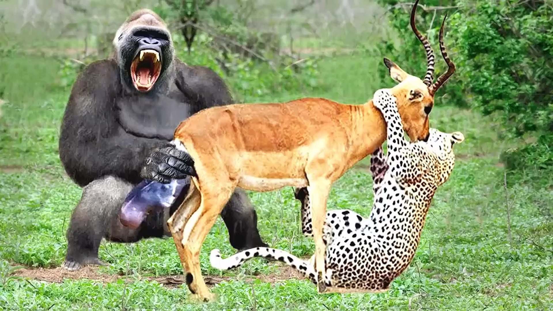 ⁣one of the most scary fight ever , this  Impala fought with Leopard and Gorillas to save her cubs!