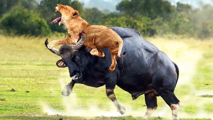 Giant Buffalo VS cocky lion ,  this lion deserved what happen to him!
