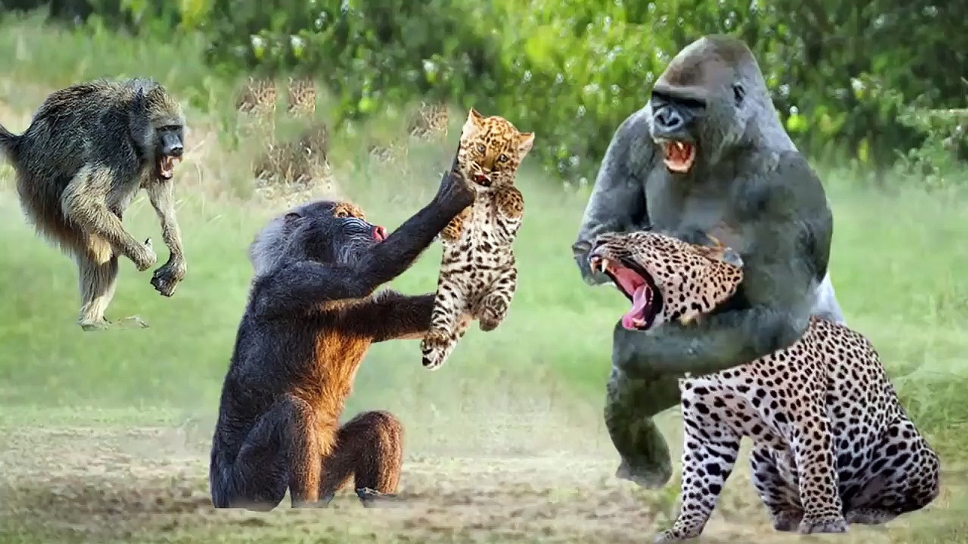 ⁣Crazy Baboon VS Leopard  See how this crazy Baboon got brutal and attacked Leopard and kill her cub