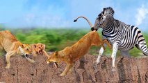 mother lion VS lion !anger of  A mother!! Zebra took her babies revenge from this lion